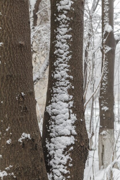 Foto eerste sneeuw op een boomstam close-up