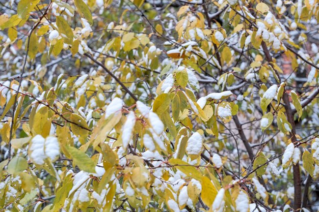 eerste sneeuw op groene bladeren van planten in een stadspark in de buurt van woongebouwen