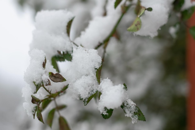 Eerste sneeuwval. Takken van tuinstruiken in de sneeuw. Het is wintertijd. Vorst. Selectieve aandacht. Horizontale foto.