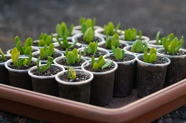 Eerste spruiten van planten doorboord door aarde groeien in plastic potten en staan in bruine bak