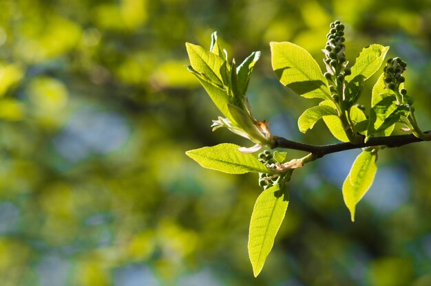 Eerste verse groene bladeren van boomclose-up met onscherpe achtergrond Kan worden gebruikt als een ansichtkaart of behang Foto van nieuw leven voor Earth Day op 22 april