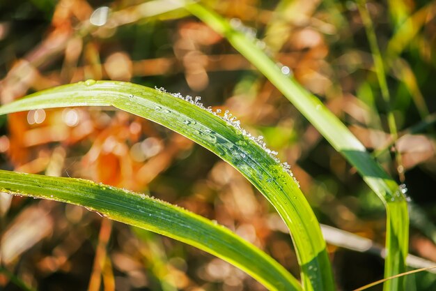 Eerste vorst in de herfstpark. Vroeg in de ochtend in november. Natte takken en bladeren in de rijp