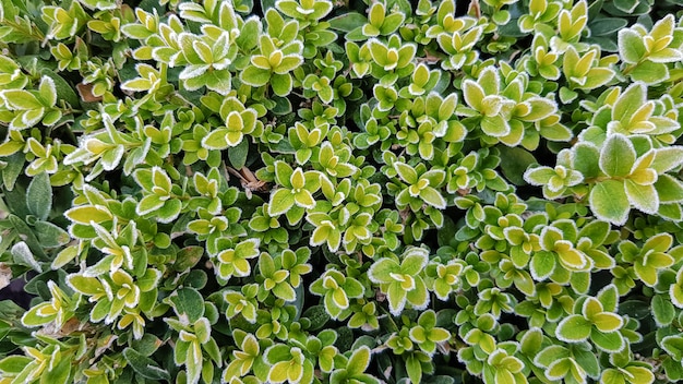 Eerste vorst op groene struiken, bovenaanzicht. Groene bladeren aan de takken van de struik zijn omzoomd met rijp. Mooie achtergrond of behang.