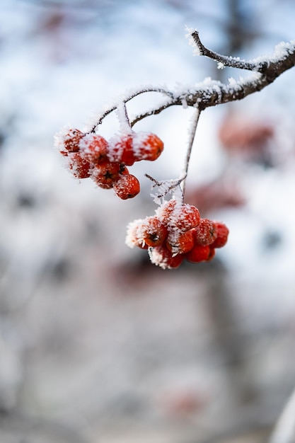 Eerste vorst winter komend concept Rowan tak bedekt rijp close-up