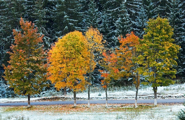 Eerste wintersneeuw en herfst kleurrijk gebladerte in de buurt van secundaire bergweg (Karpaten, Oekraïne)