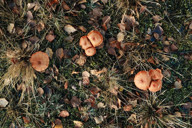 Eetbaar Paddestoelen olieachtig close-up in het bos op blauwachtig mos.