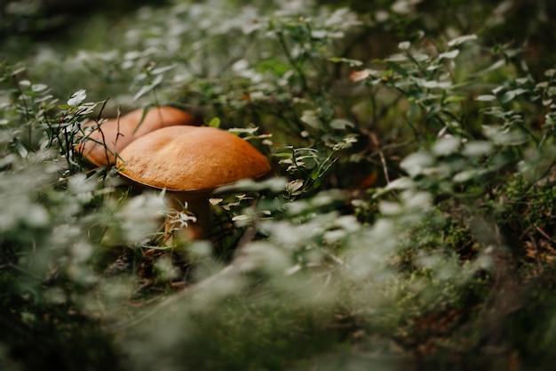 Eetbare bruine paddenstoelen die groeien in de kopieerruimte van het zomerbos