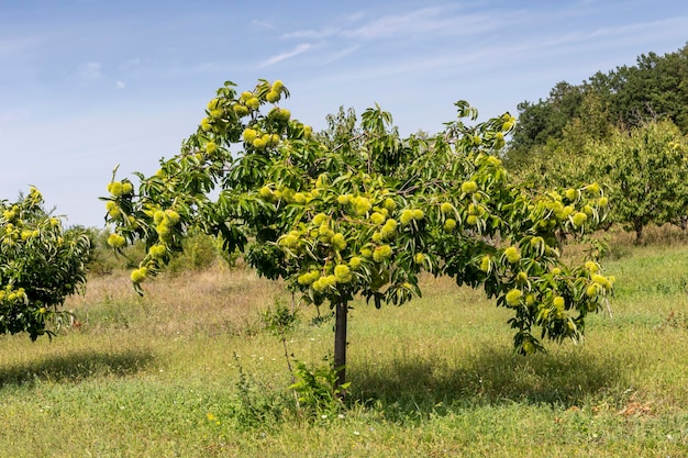 Eetbare kastanje Castanea sativa met vruchten close-up