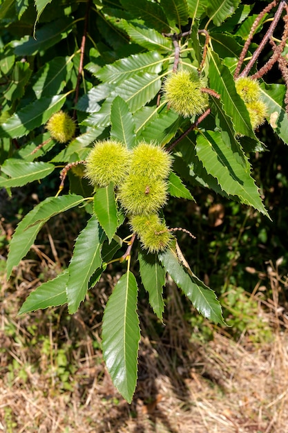 Eetbare kastanje Castanea sativa takken met vruchten close-up