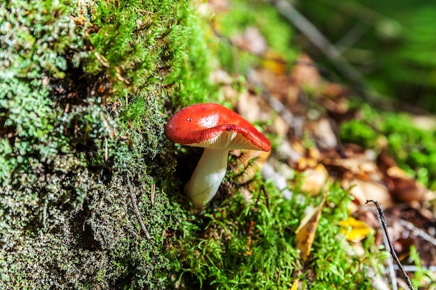 Eetbare kleine paddenstoelrussula met rode roodbruine dop in mosherfstbosachtergrondschimmel in de nat