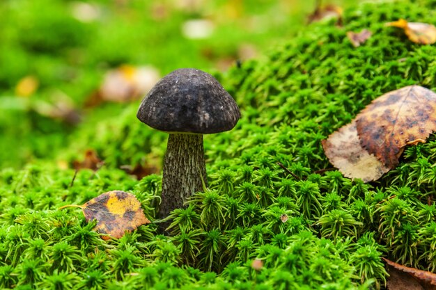 Eetbare kleine paddestoel met bruine dop penny bun leccinum in mos herfst bos achtergrond schimmel in t...