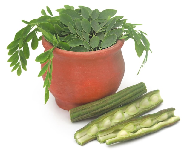 Eetbare moringa met verse bladeren