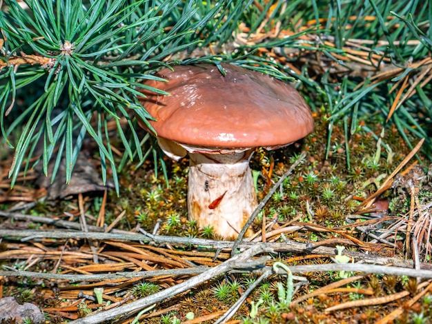 Eetbare olieachtige paddenstoel in een dennenbos