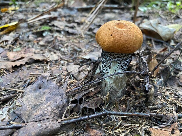 eetbare paddenstoel groeit in het bos