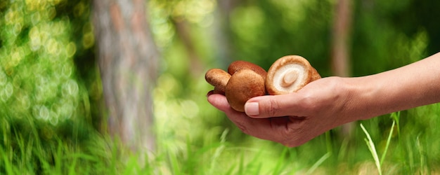 Eetbare paddenstoel in de hand op de achtergrond van het bos, zomerseizoen