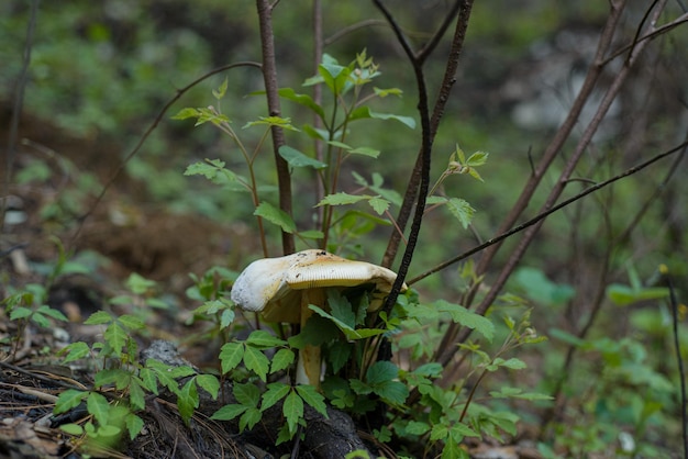 Eetbare paddenstoel midden in het bos