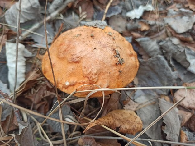 Eetbare paddenstoel Orangecap boletus Leccinum aurantiacum met een rode dop tussen het gras in een herfstbos Paddestoelen oogsten Close-up