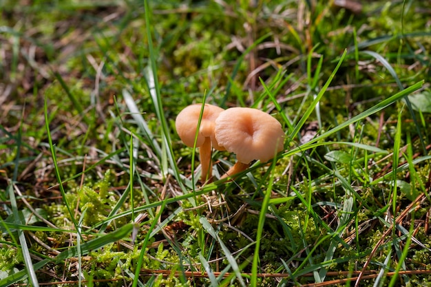 Eetbare paddenstoelen groeien in het groene gras Marasmius oreades in de zomer