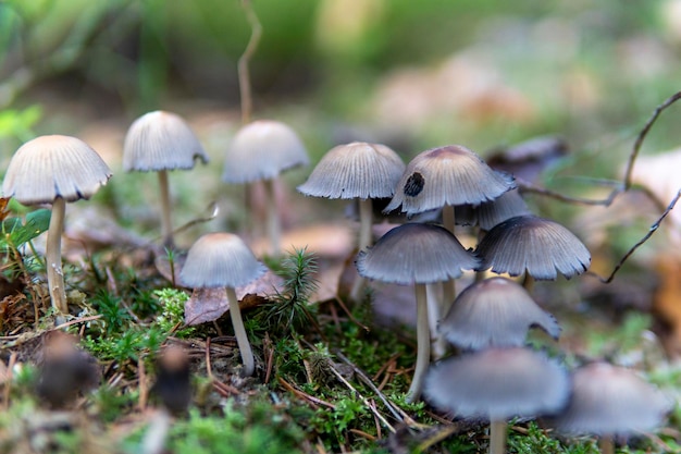 Eetbare paddenstoelen in het bos in de herfst