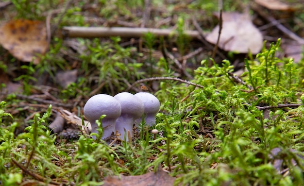 Eetbare paddenstoelen met uitstekende smaak, Lepista nuda. Eetbare lila paddenstoel in het bos