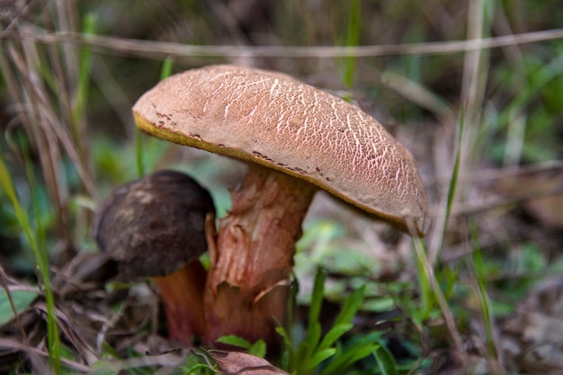 Eetbare paddestoel in de herfstbos