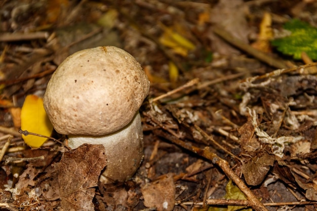 Eetbare paddestoel in het bos