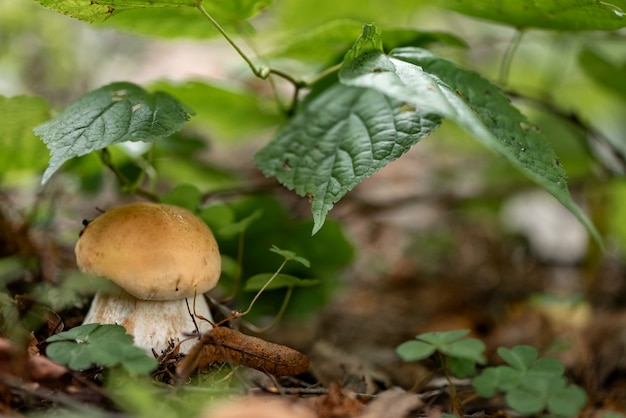 Eetbare paddestoel verstopt zich onder struikbladeren in het bos
