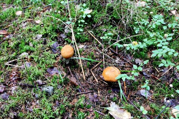 Eetbare paddestoelen die in de herfst in een bos groeien