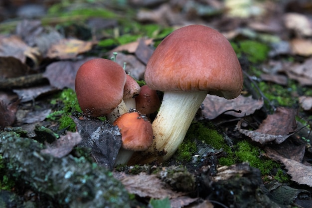 Eetbare paddestoelen in de herfstbos