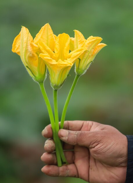 Eetbare pompoenbloem