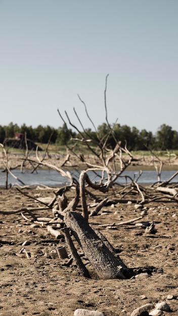 Effects of drought. Tree felled and with its roots in the air and dry in a lake in Extremadura with