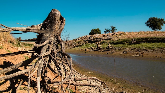 干ばつの影響。木が伐採され、その根が空中にあり、エストレマドゥーラ州の湖で乾燥している