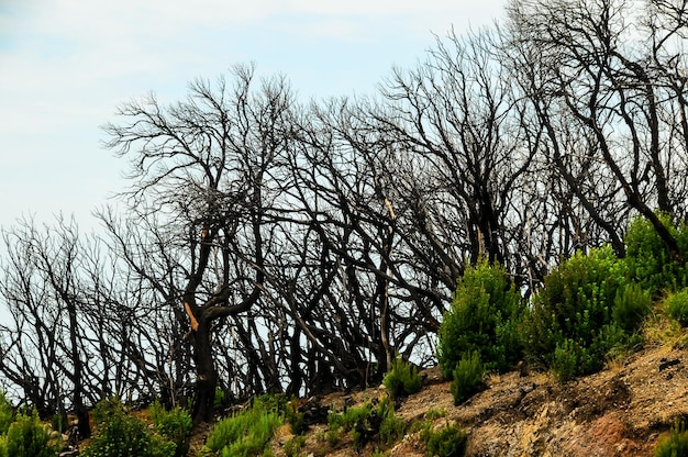 Effects of the Fire in a Forest, in Canary Islands, Spain