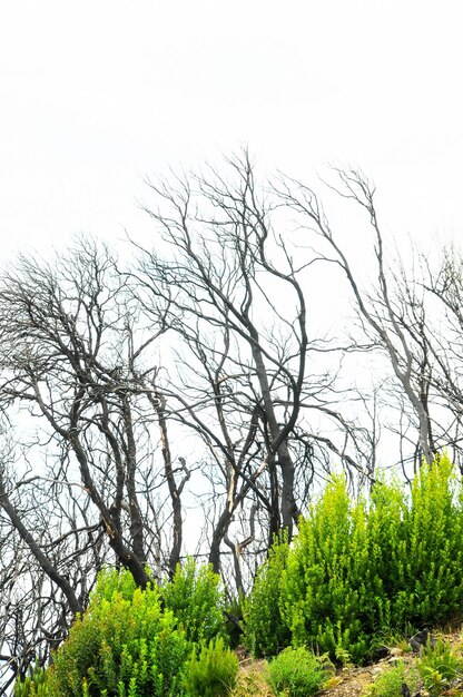 Effetti dell'incendio in una foresta, nelle isole canarie, in spagna