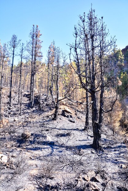 effects of the fire in a forest