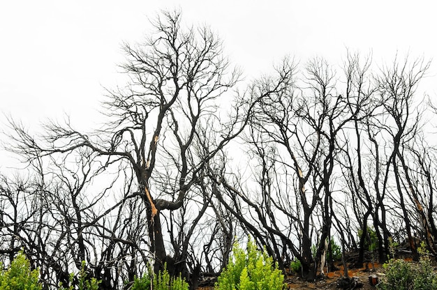 Foto effetti dell'incendio in una foresta