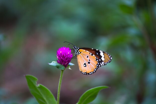 Effen Tiger Danaus chrysippus vlinder rustend op de plant in natures groene achtergrond