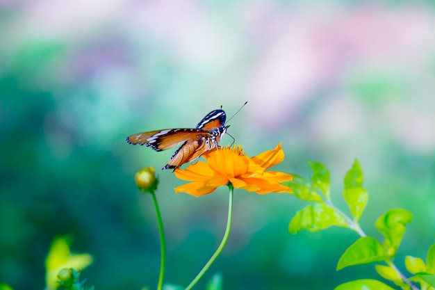 Effen tijger Danaus chrysippus vlinder die nectar drinkt van de bloemplanten