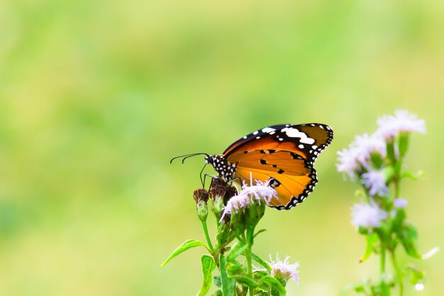 Effen tijger Danaus chrysippus vlinder die zich voedt met de bloemplanten in de tuin