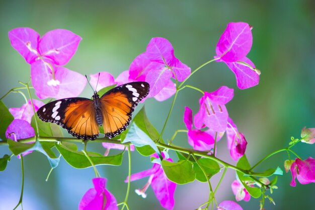 Effen tijger Danaus chrysippus vlinder rustend op de Bougainvillea bloemplan