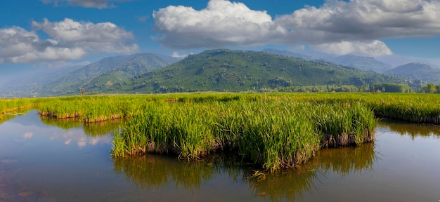 Efteni Lake Duzce City Turkije