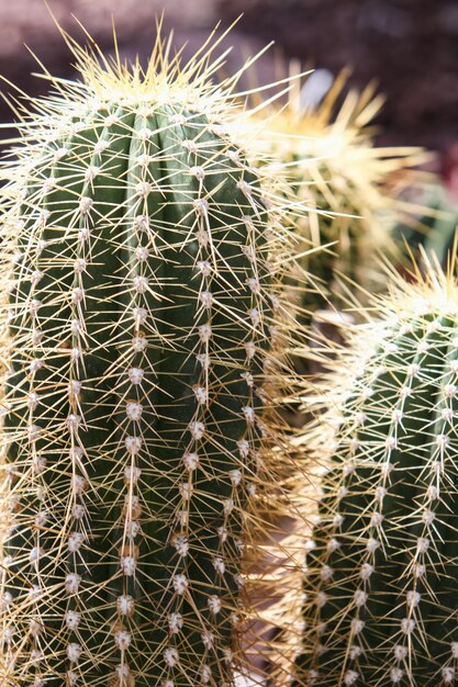 Egel cactus