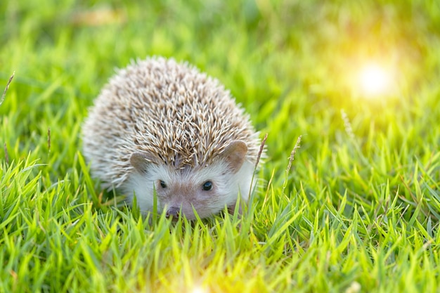 Egel in de groene weide, Afrikaanse pygmy egel