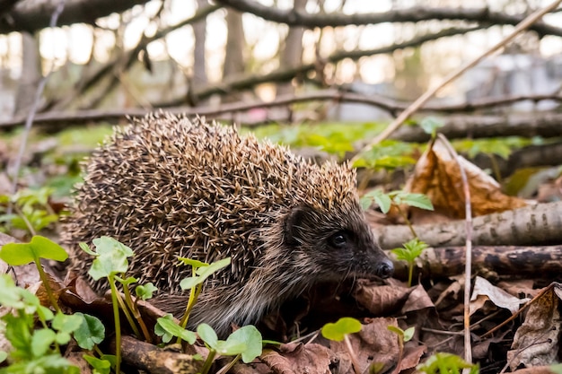 Egel in het bos