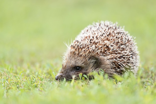 Egel lopen op een veld