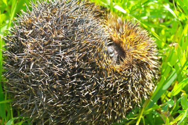 Egel op groen gras