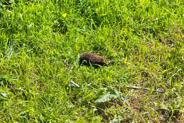 Egel op groen gras