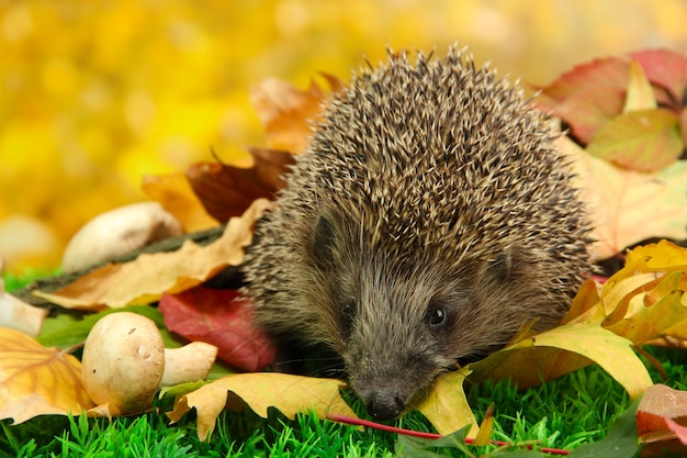 Foto egel op herfstbladeren in bos