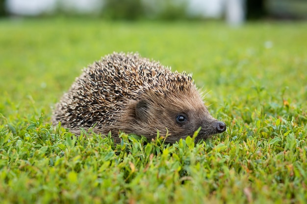 Egel op het gras