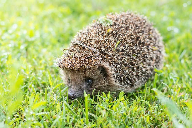 Egel op het gras